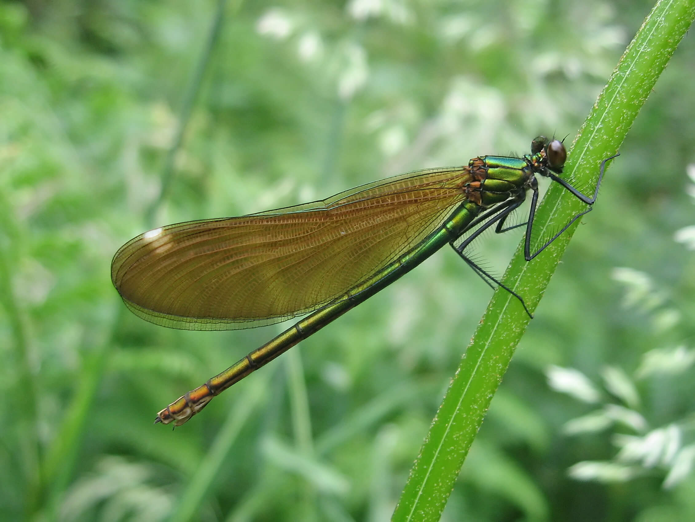 Female Calopteryx virgo by B Roberts